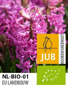 BIO Hyacinthus Pink Pearl